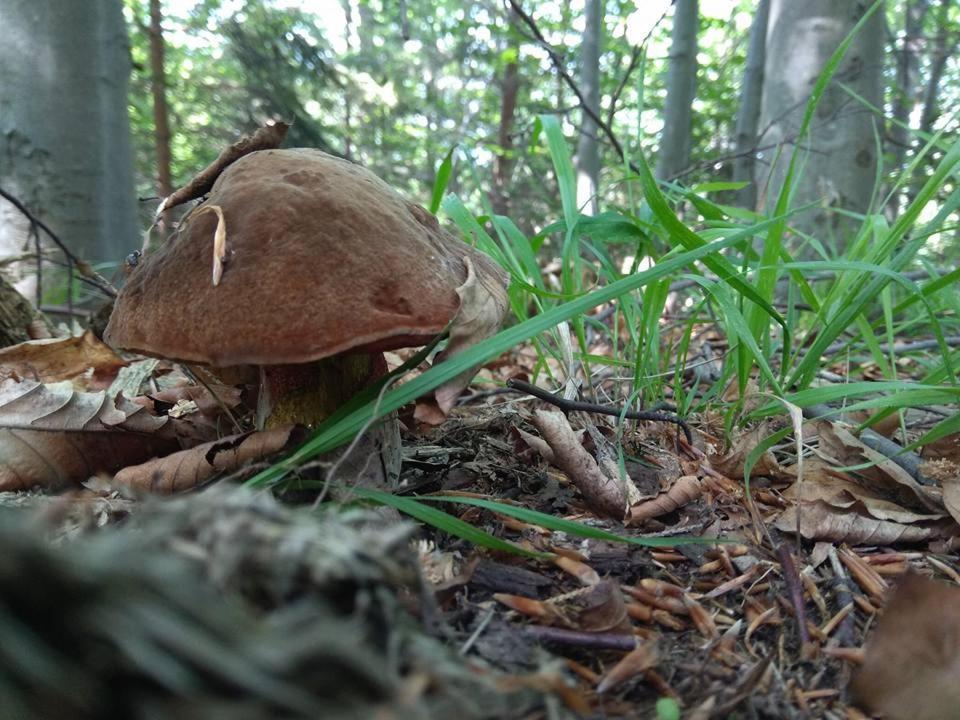 Babia Chata Zawoja Eksteriør billede